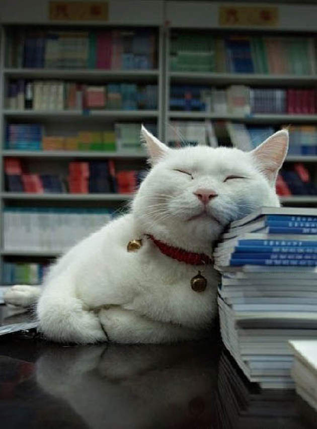 21 Cute Pictures of Sleeping Cats | Great Inspire