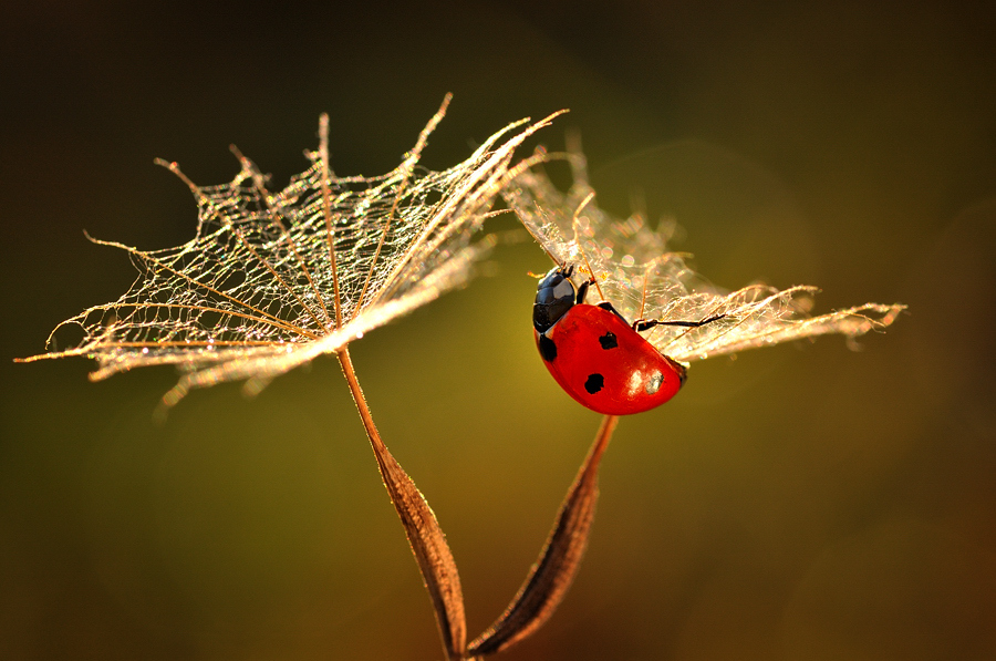 Amazing red