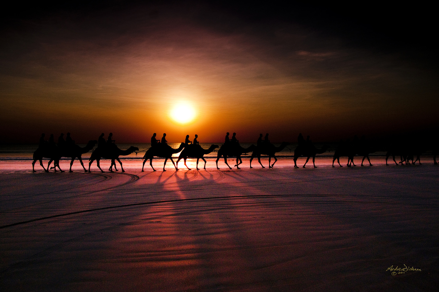 Shadow camels by Lord Veritas