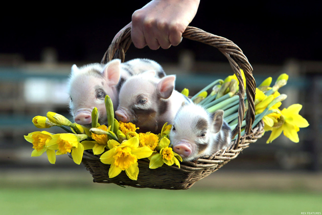 35 Cute Miniature Pig Pictures