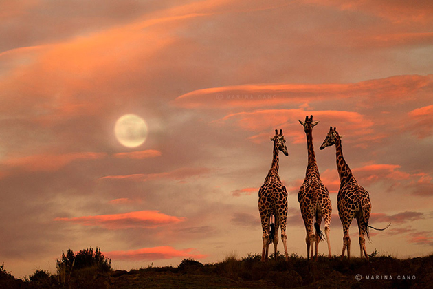 African wildlife photography By Marina Cano