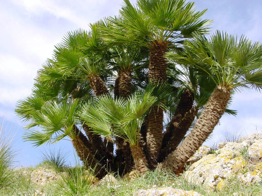 Pictures of Different Types of Palm Trees