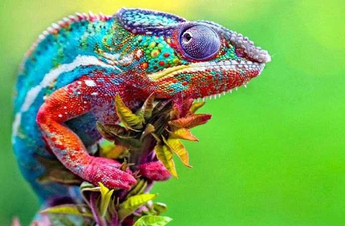 Chameleon